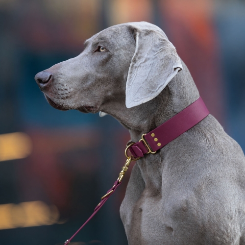 szeroka obroża biothane bordo na psie rasy weimaraner - złote okucia i dopasowana smycz - Bura