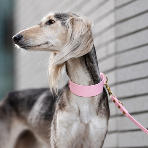 obroża biothane w kolorze pudrowy róż na saluki - złote okucia i dopasowana smycz - Bura