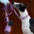 Whippet w komplecie obroża + smycz z Biothane – wzór Wisienki, dopasowane kolory i detale