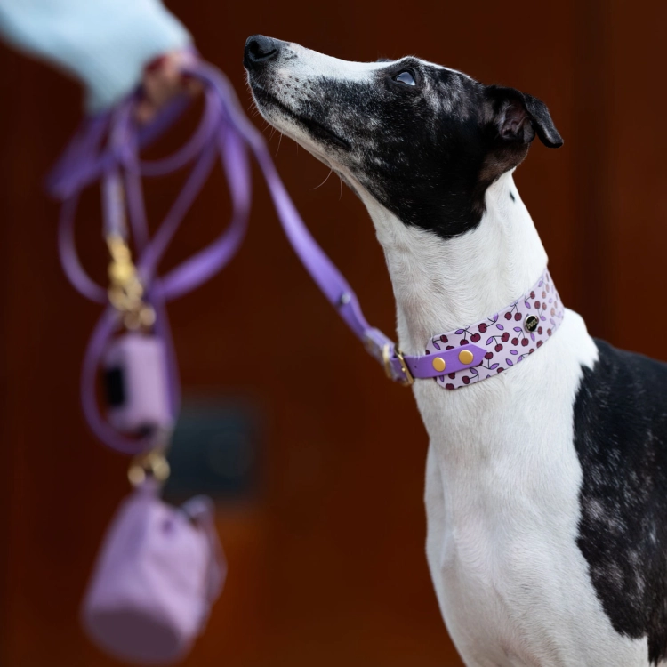Whippet w komplecie obroża + smycz z Biothane – wzór Wisienki, dopasowane kolory i detale