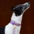 Whippet w obroży dla charta z Biothane z wzorem Wisienki – pastelowy fiolet i złote okucia