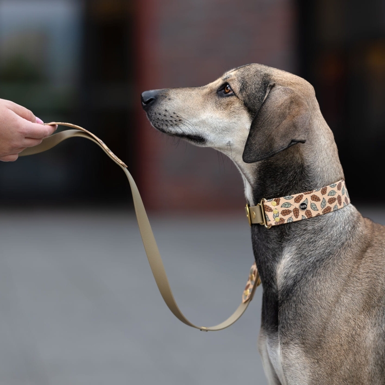 Pies w obroży i smyczy miejskiej Biothane z liśćmi na spacerze, elegancki zestaw – Bura