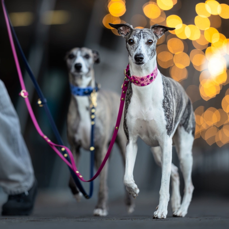 Whippet w szerokiej obroży dla charta z Biothane we wzór gwiazdki w pastelowym różu i magencie podczas spaceru.