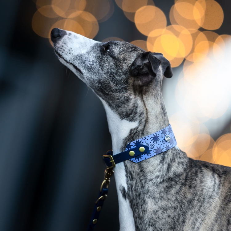 Whippet w obroży na sprzączkę z Biothane dla charta, wzór Gwiazdki – ujęcie z boku podczas spaceru.