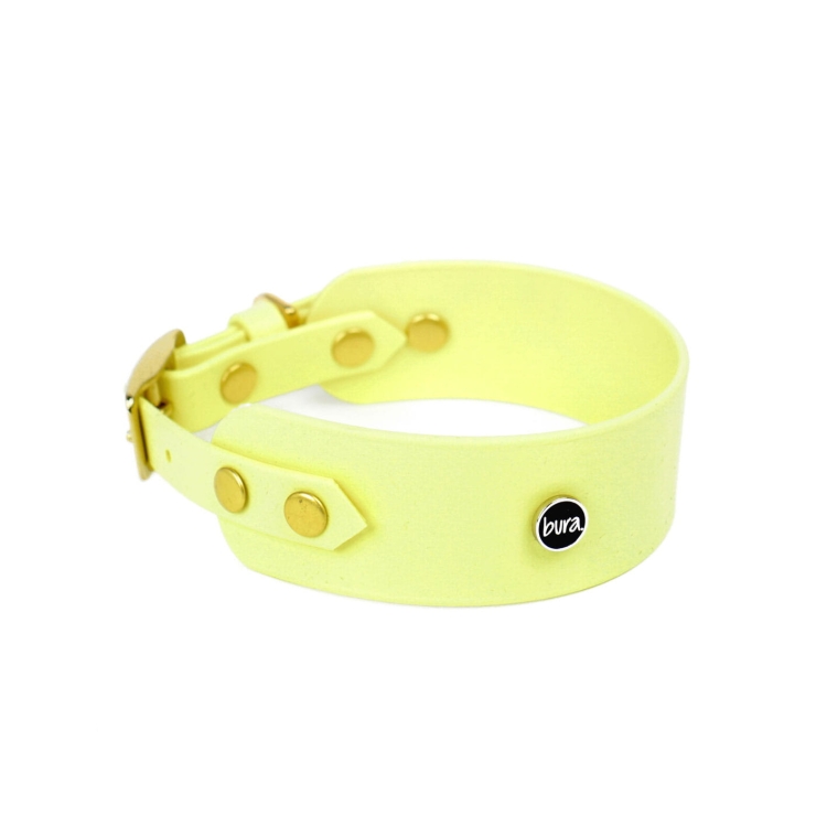 Żółta obroża dla charta.