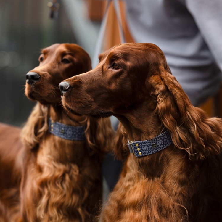 Szeroka obroża z Biothane Casa Canina na psie – detal wzoru i szary kolor obroży