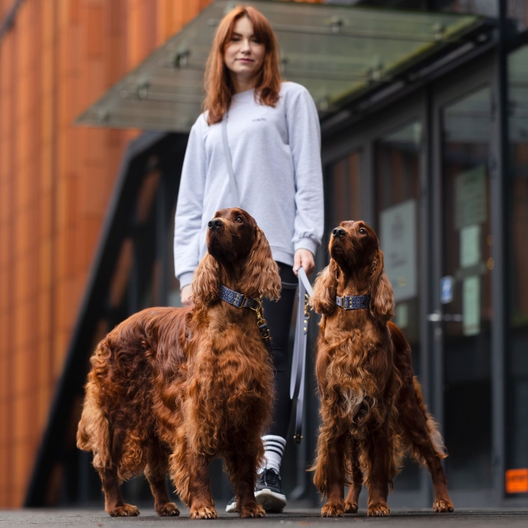 Miejski spacer: szeroka obroża na sprzączkę z Biothane Casa Canina – szara, Bura x LOANI