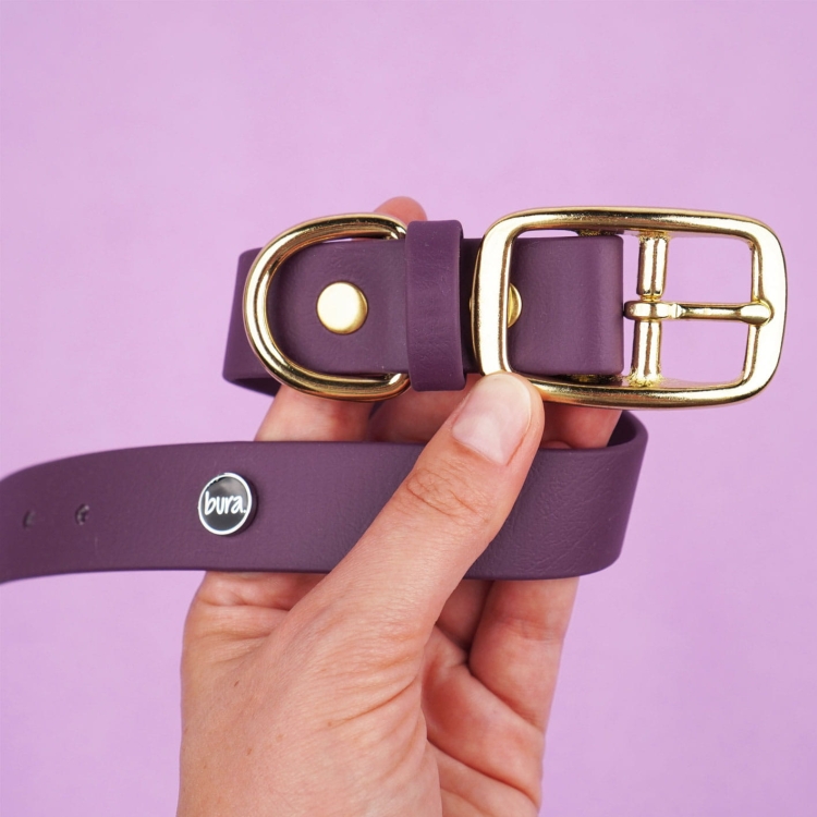 Bakłażanowa obroża dla psa z taśmy Biothane ze złotą sprzączką i okuciami, kolekcja HAUbergine Bura