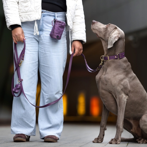Pies w bakłażanowej obroży i smyczy multifunkcyjnej z Biothane podczas spaceru