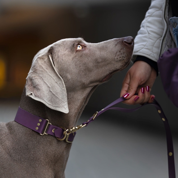 Pies w bakłażanowej obroży i smyczy multifunkcyjnej z Biothane podczas spaceru