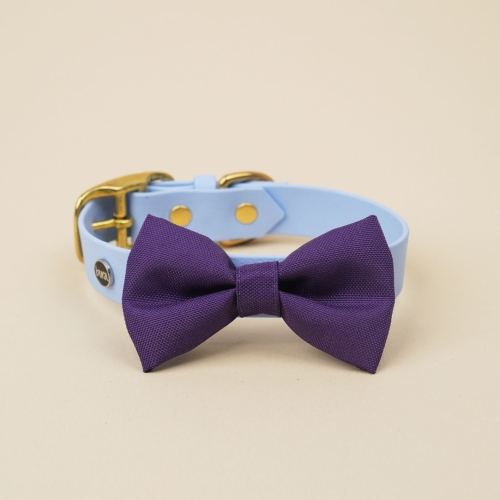 kokarda do obroży dla psa fioletowa zamocowana na obroży Bura