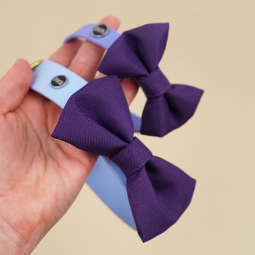 fioletowa kokarda dla psa zamocowana na obroży