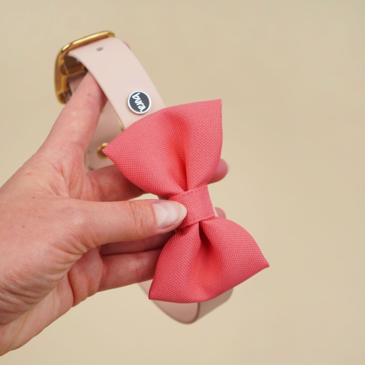 kokarda dla psa w kolorze koralowym zamocowana na obroży