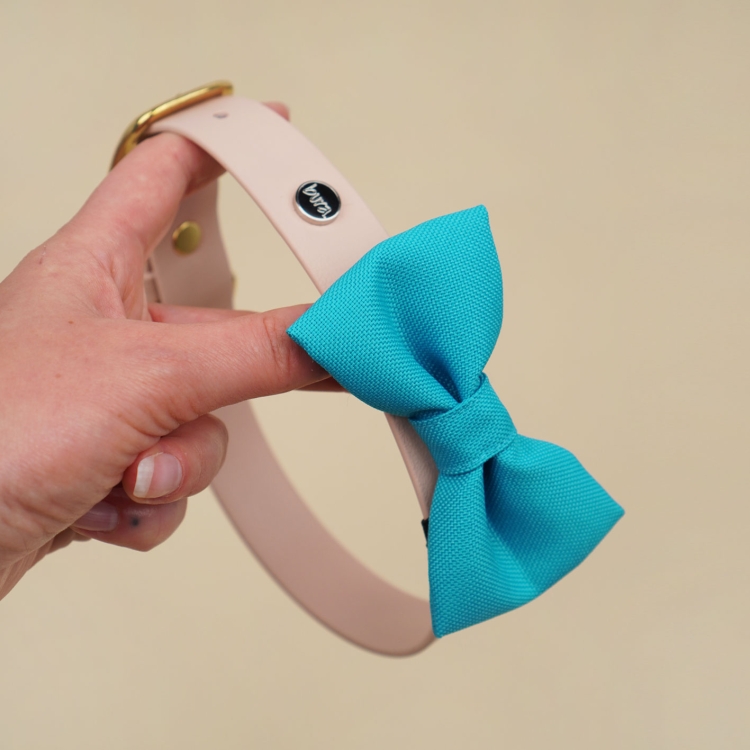 kokarda dla psa w kolorze niebieskim zamocowana na obrożyturkusowa kokardka dla psa zamocowana na obroży