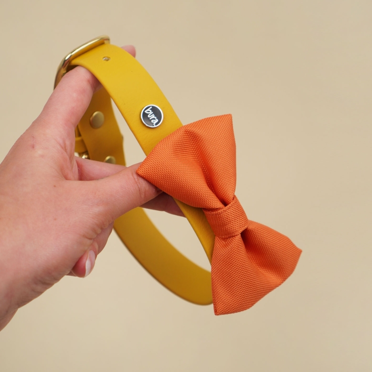 pomarańczowa kokarda dla psa zamocowana na obroży