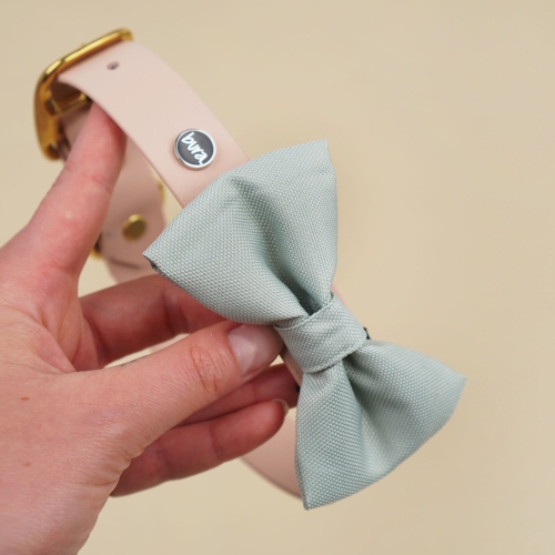 szałwiowa kokarda dla psa zamocowana na obroży