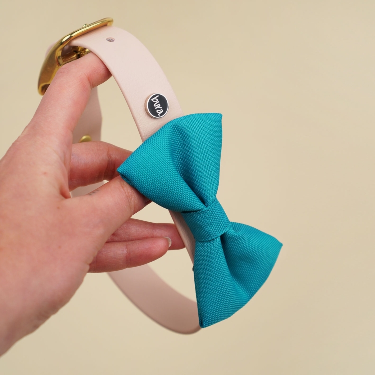 turkusowa kokarda dla psa przypięta do obroży