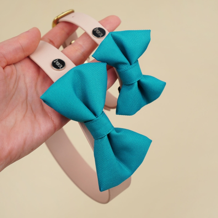 turkusowa kokardka dla psa zamocowana na obroży