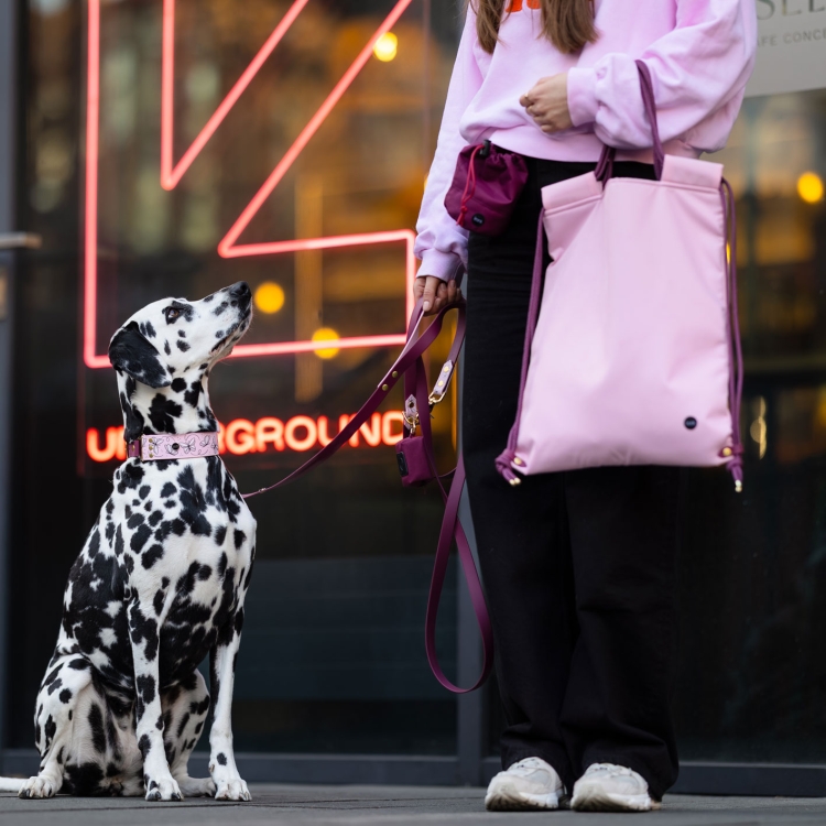 Smycz przepinana dla psa Motyle założona psu podczas spaceru.