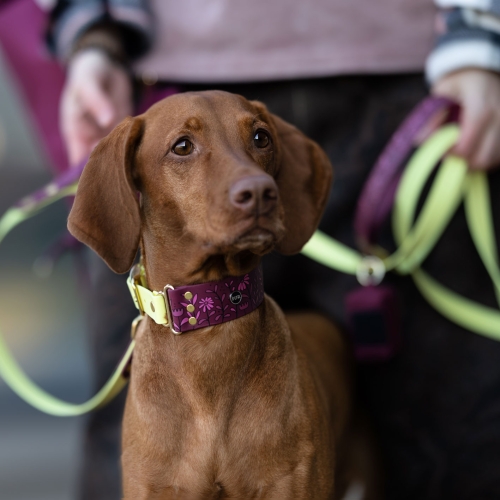 Smycz miejska dla psa Łąka założona psu podczas spaceru.