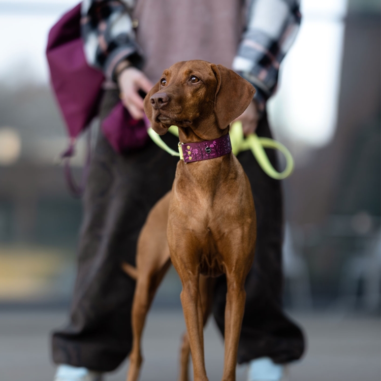 Smycz multifunkcyjna dla psa Łąka założona psu podczas spaceru.