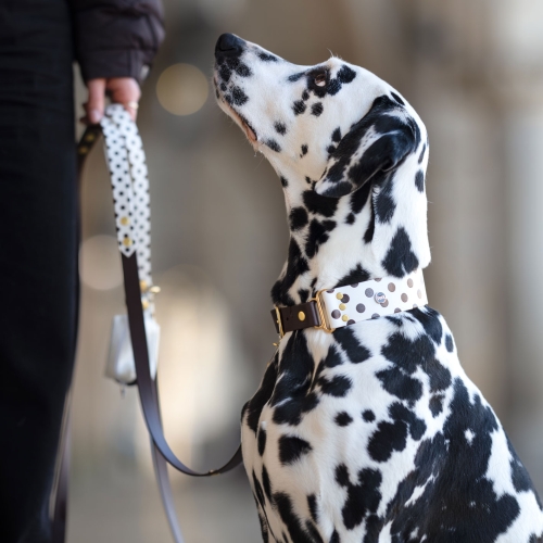 Smycz miejska z Biothane w kropki dla psa podczas spaceru z dalmatyńczykiem.