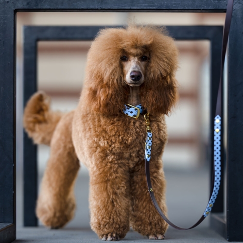 Obroża z Biothane dla psa, niebieska w brązowe kropki, założona na pudlu.