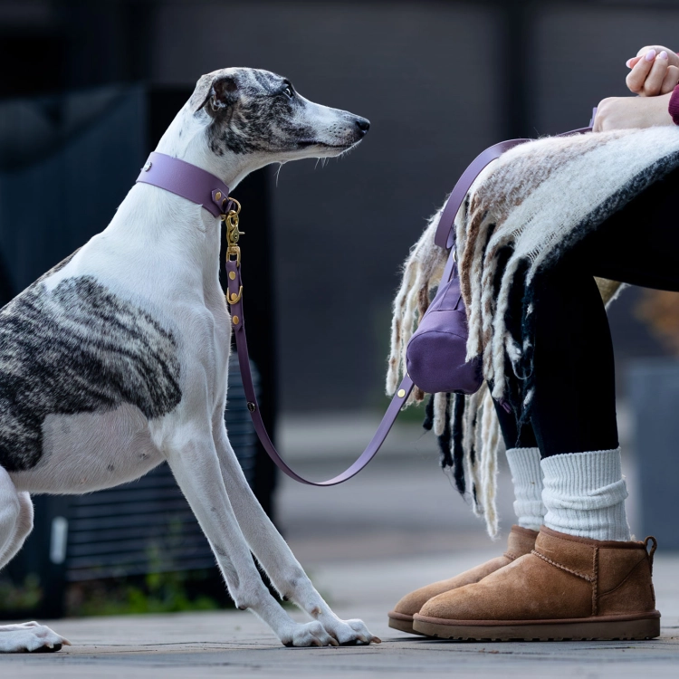 Chart z obrożą i smyczą biothane mauve bura – właścicielka z torbą w tym samym kolorze