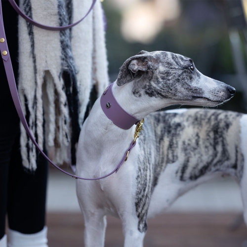 Chart w szerokiej obroży biothane mauve ze złotymi okuciami i smyczą bura – zdjęcie lifestyle