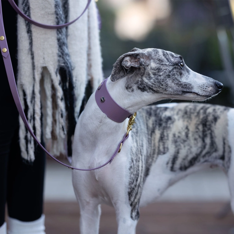 Chart w szerokiej obroży biothane mauve ze złotymi okuciami i smyczą bura – zdjęcie lifestyle