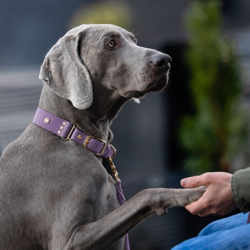 Wyżeł weimarski w szerokiej obroży biothane mauve ze złotymi okuciami – zdjęcie lifestyle bura