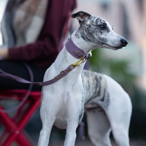 Chart whippet na smyczy miejskiej biothane mauve ze złotymi okuciami – zdjęcie lifestyle bura