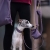 Whippet na smyczy hands free biothane mauve bura – zestaw matchy z saszetką i plecakiem