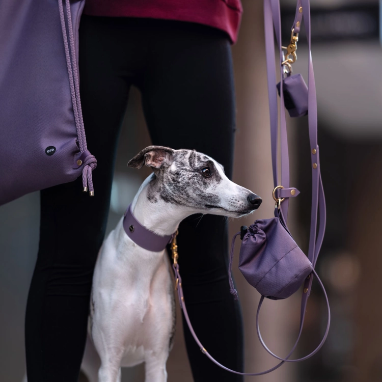 Whippet na smyczy hands free biothane mauve bura – zestaw matchy z saszetką i plecakiem