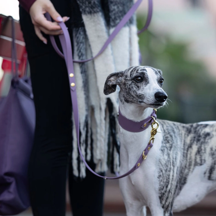 Whippet na smyczy miejskiej biothane mauve z obrożą dla charta bura – właścicielka z torbą, spacer w mieście