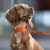 Spaniel w szerokiej obroży biothane pomarańczowej ze smyczą bura – zdjęcie lifestyle