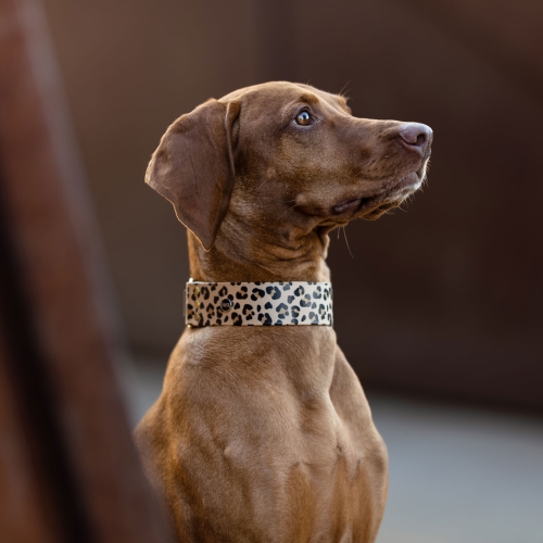 vizsla w szerokiej obroży biothane panterka duży pies – Bura