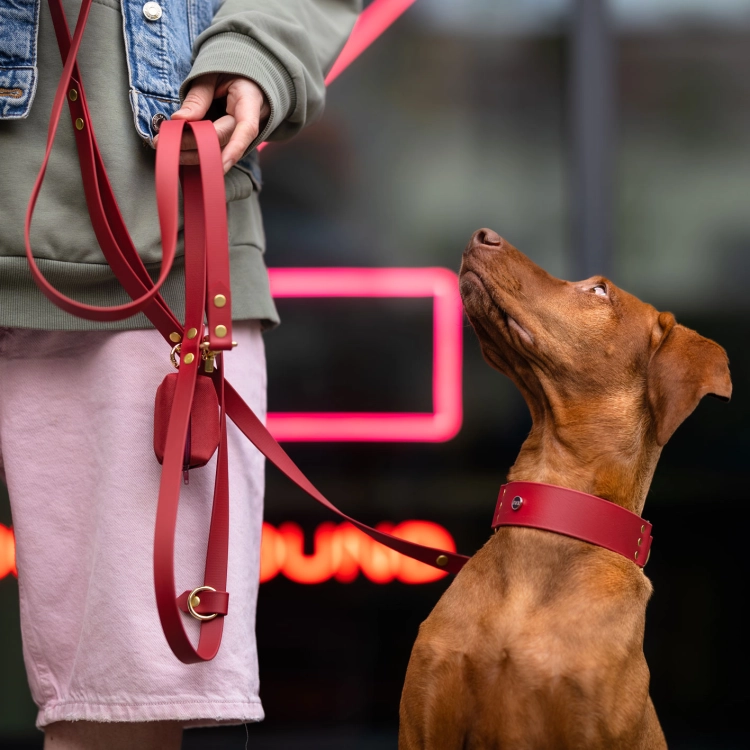 obroża szeroka biothane psiomidorowa na vizsla smycz multifunkcyjna złote okucia bura