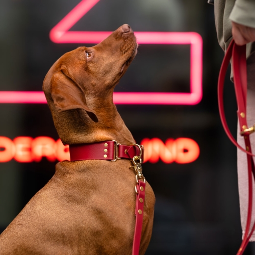 smycz miejska biothane zgaszony czerwony na vizsla neon złoty karabińczyk bura