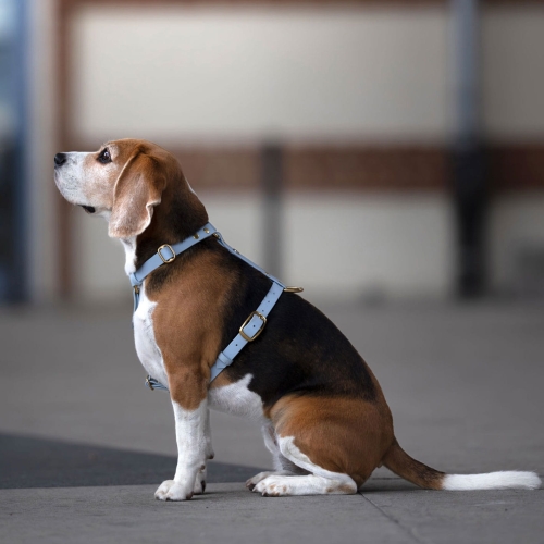 Beagle w błękitnych szelkach guard z Biothane – widok z boku.