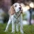 szarobeżowa ringówka wystawowa dla beagle