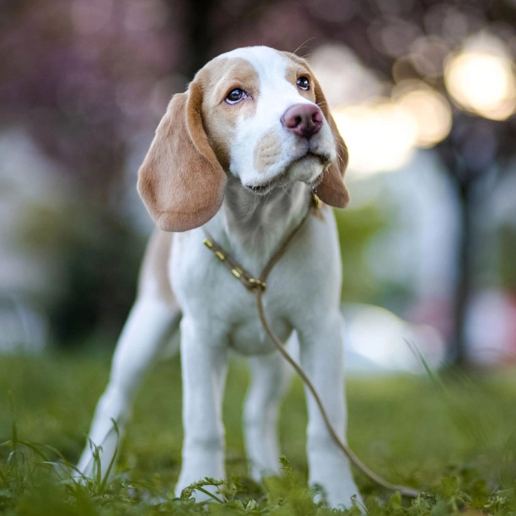 szarobeżowa ringówka wystawowa dla beagle