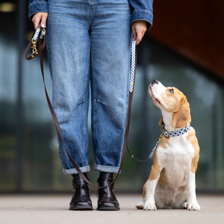 Beagle w obroży w kropki siedzi przy nodze opiekunki, przypięty smyczą przepinaną z biothane w brązowe kropki