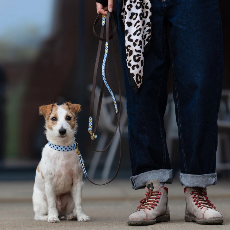 Jack Russell terrier na spacerze, prowadzony smyczą multifunkcyjną z biothane w kropki na pastelowym błękicie