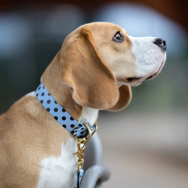 Profil beagle w obroży z biothane na sprzączkę, wzór w brązowe kropki na błękitnym tle, mosiężna sprzączka i D-ring