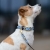 Jack Russell terrier w obroży z biothane na sprzączkę w brązowe kropki, złota sprzączka i przypięta smycz