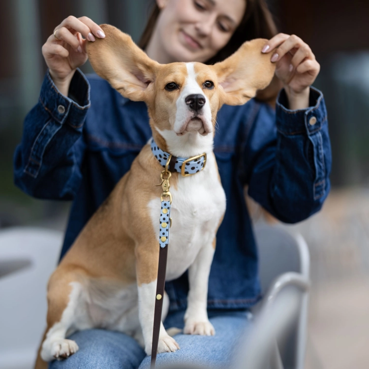 Beagle w obroży z biothane w kropki, przypięta smycz w tym samym wzorze, opiekunka bawi się uszami psa