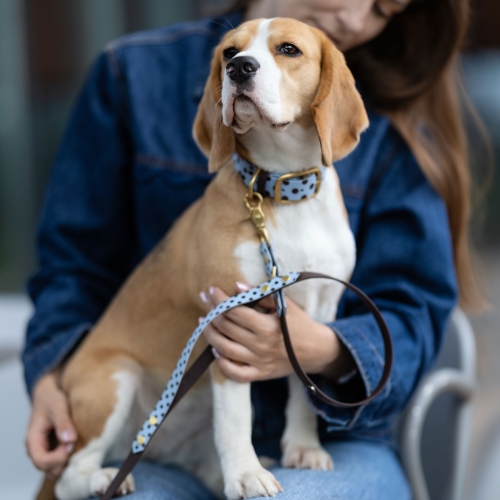 Beagle w obroży w kropki siedzi na kolanach opiekunki, przypięta smycz miejska z biothane w brązowe kropki z rączką traffic