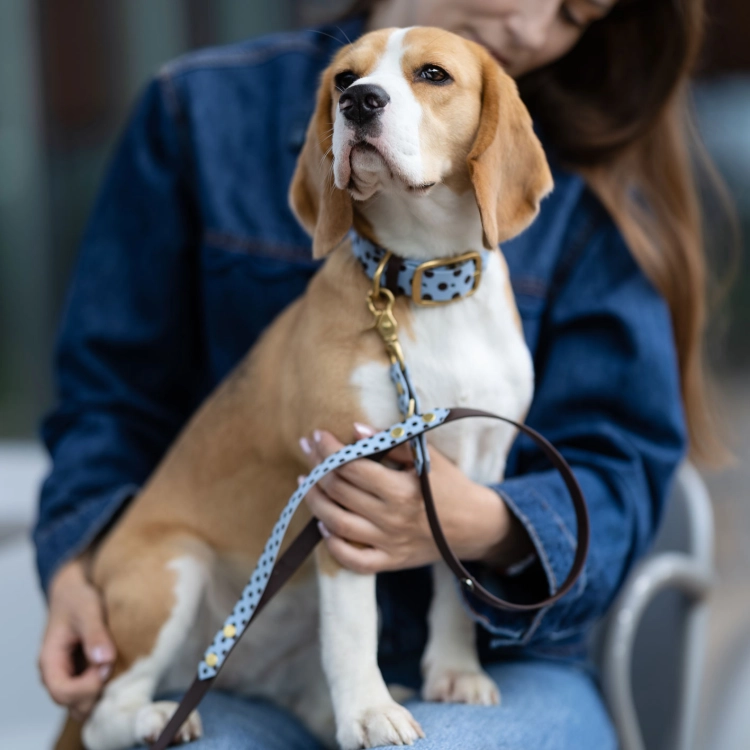 Beagle w obroży w kropki siedzi na kolanach opiekunki, przypięta smycz miejska z biothane w brązowe kropki z rączką traffic