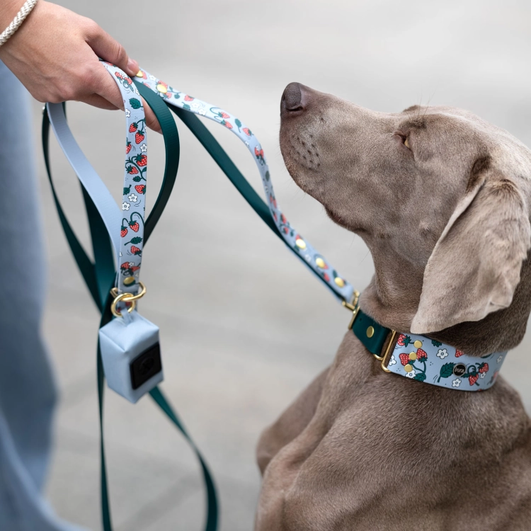 Smycz miejska z biothane w truskawki trzymana w dłoni, niebieska z zielonym paskiem